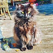 Blaze is registered to the contest to win money with this photo: cat, fluffy, black_cat, yellow_eyes, sitting, outdoor, wooden_deck, sunlight, rope_toy, toy, autumn_leaves, pet, animal, feline, closeup, fur, daylight, nature, domestic_cat, cute