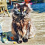 cat, fluffy, black_cat, yellow_eyes, sitting, outdoor, wooden_deck, sunlight, rope_toy, toy, autumn_leaves, pet, animal, feline, closeup, fur, daylight, nature, domestic_cat, cute