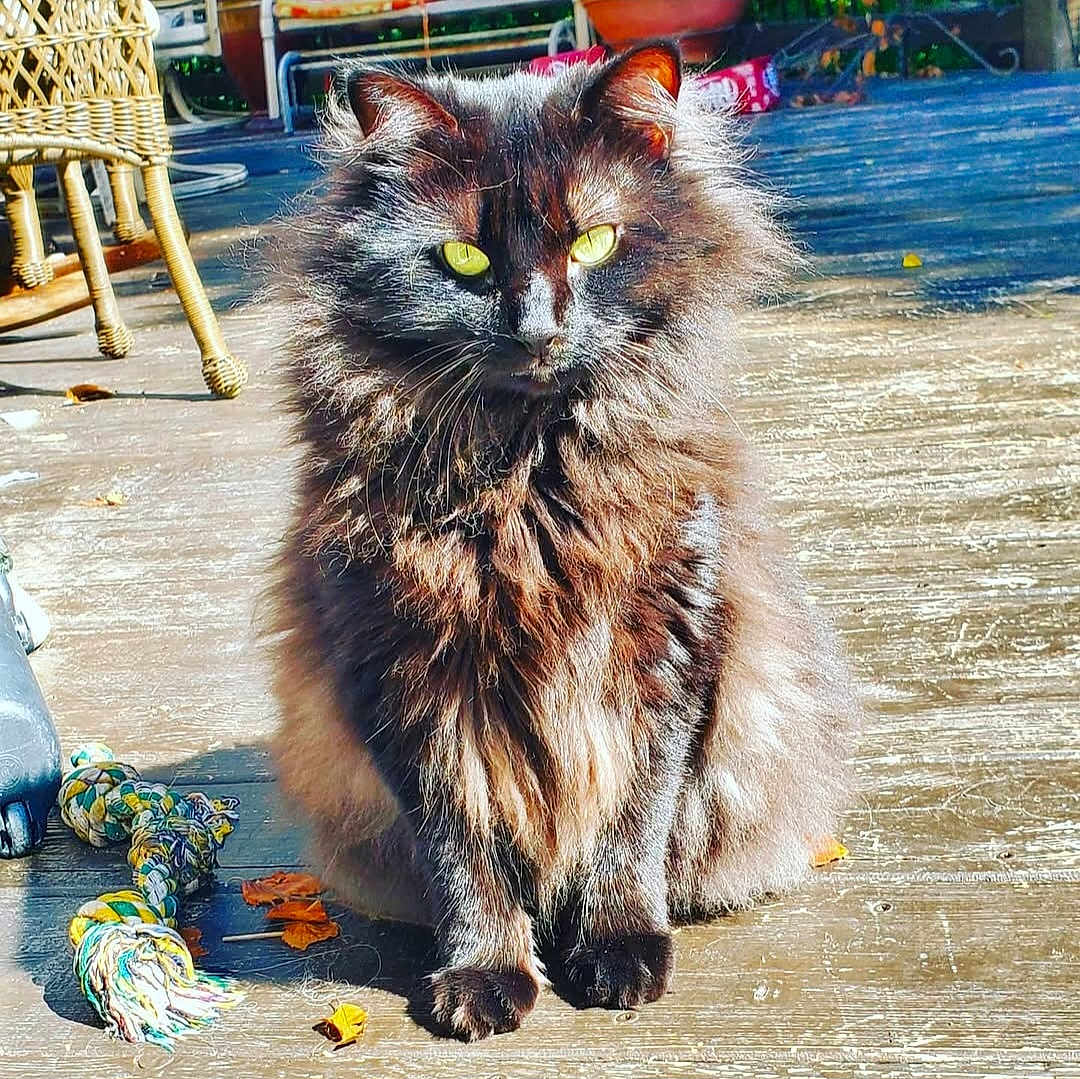 Blaze is registered to the contest to win money with this photo: cat, fluffy, black_cat, yellow_eyes, sitting, outdoor, wooden_deck, sunlight, rope_toy, toy, autumn_leaves, pet, animal, feline, closeup, fur, daylight, nature, domestic_cat, cute