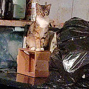 Wobbly Butt is registered to the contest to win money with this photo: animal, bottle, box, cardboard_box, cat, clutter, curious, household_item, indoor, paws, pet, portrait, reflection, shelf, sitting, small_box, tabby_cat, trash_bag, wall, whiskers