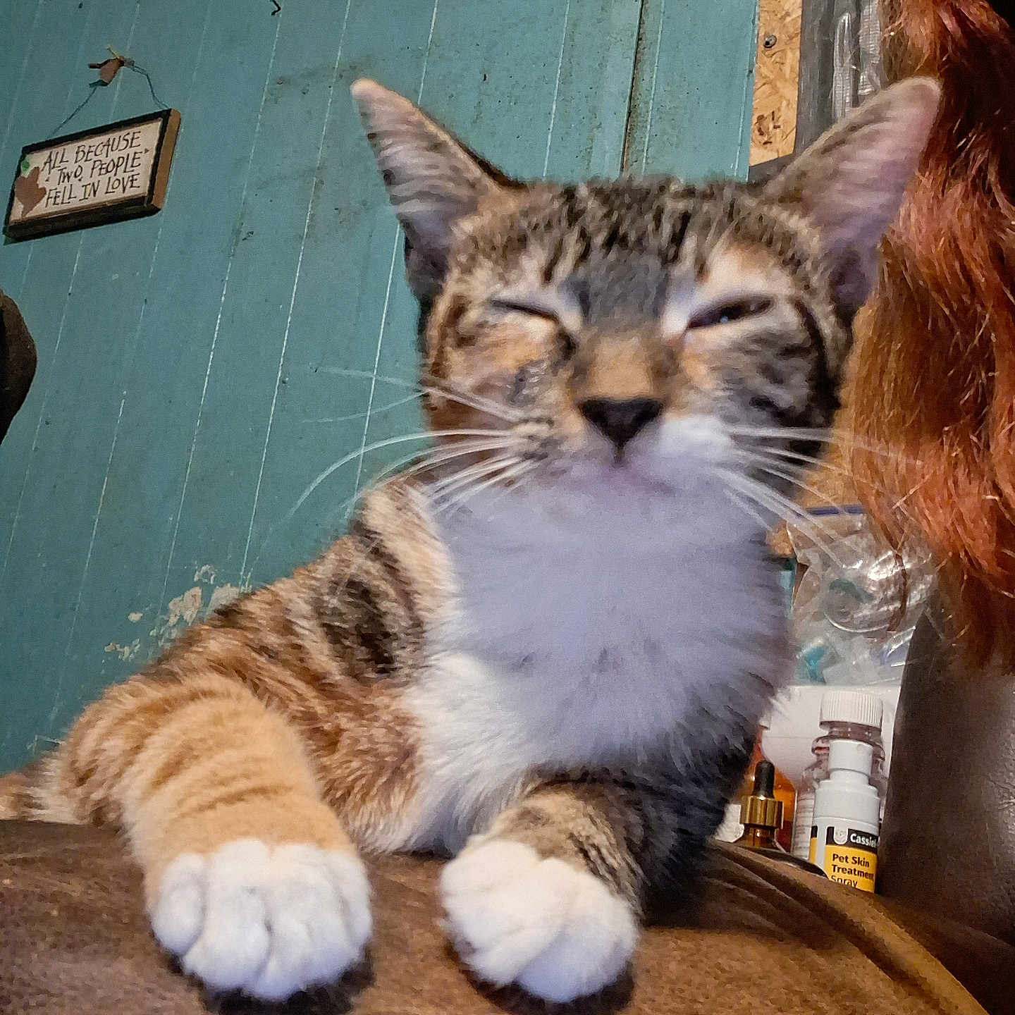 Wobbly Butt is registered to the contest to win money with this photo: animal, bottle, brown_surface, cat, close_up, cute, feline, fur, household, indoor, paw, pet, pet_care, relaxed, sign, sleepy, tabby_cat, teal_wall, whiskers, white_paws