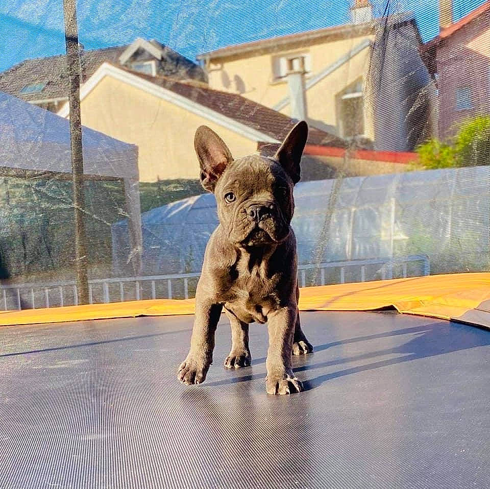Ragnar a rejoint le concours — aidez-le/la à gagner de superbes lots ! canidae, carnivore, companion_dog, dog, dog_breed, fawn, french_bulldog, mammal, non_sporting_group, vertebrate
