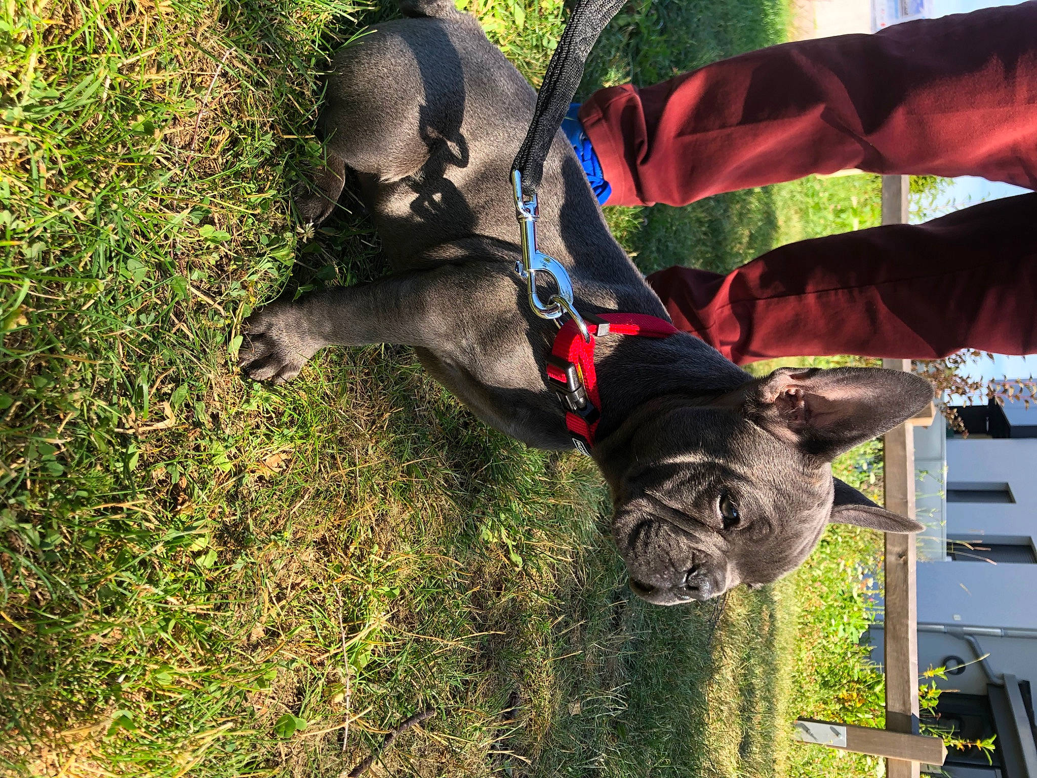 Ragnar a rejoint le concours — aidez-le/la à gagner de superbes lots ! canidae, carnivore, companion_dog, dog, dog_breed, fawn, french_bulldog, great_dane, guard_dog, leash, non_sporting_group, plant, snout, sporting_group, tree