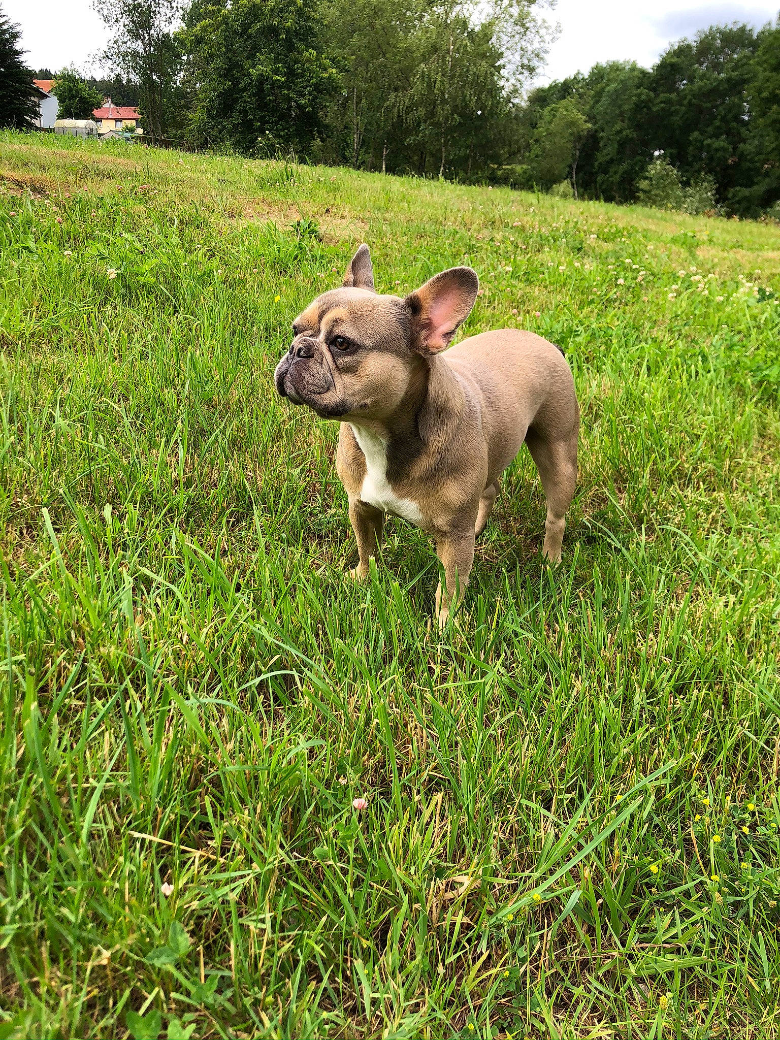 Pearl participe au concours pour gagner de l'argent avec cette photo : american_pit_bull_terrier, american_staffordshire_terrier, canidae, carnivore, cimarron_uruguayo, companion_dog, dog, dog_breed, fawn, grass, grassland, mammal, non_sporting_group, perro_de_presa_mallorquin, vertebrate