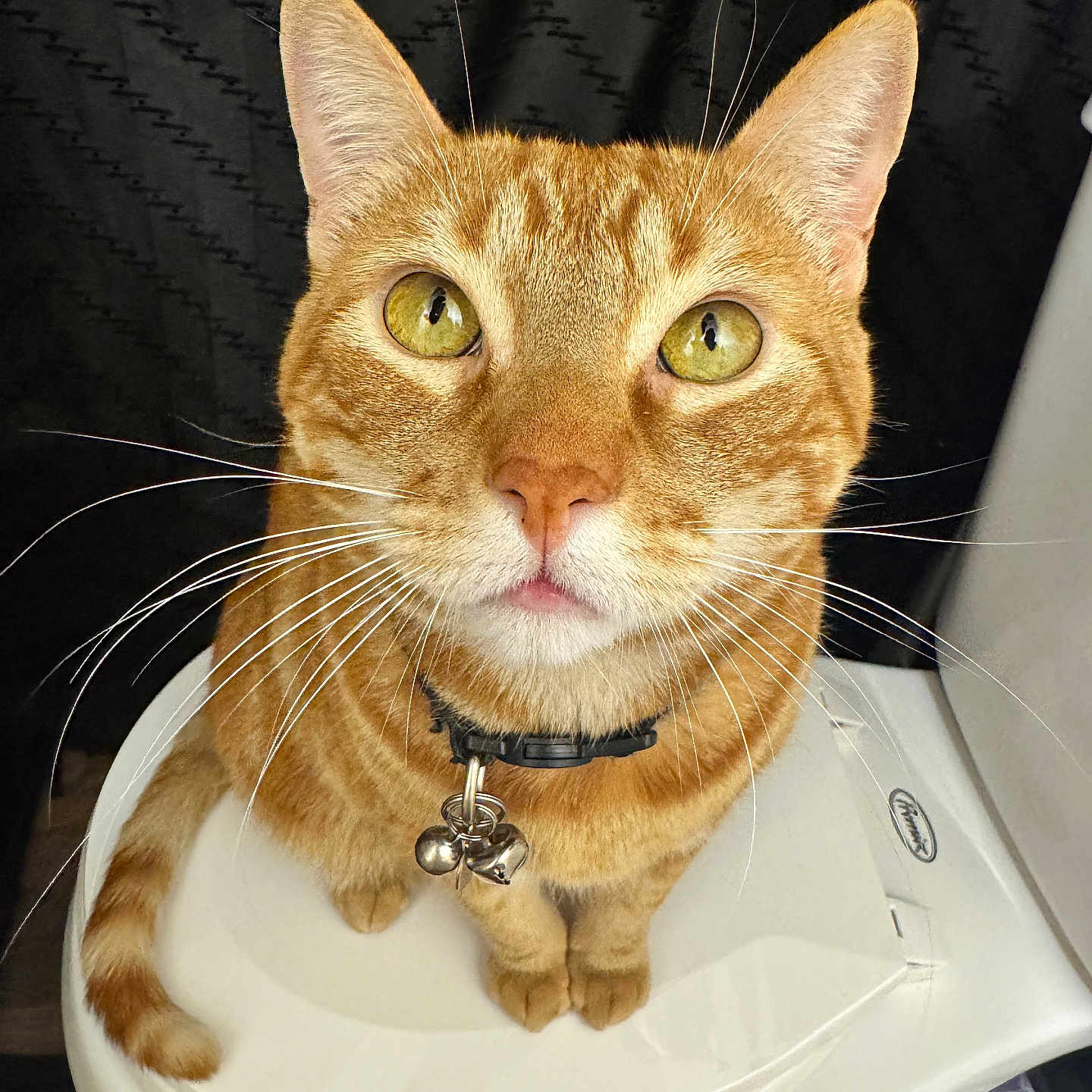 Jinx is registered to the contest to win money with this photo: abyssinian, accessories, animal, architecture, bathroom, cat, collar, fountain, gold, indoors, jewelry, kitten, leash, manx, necklace, pet, room, sink, toilet, water