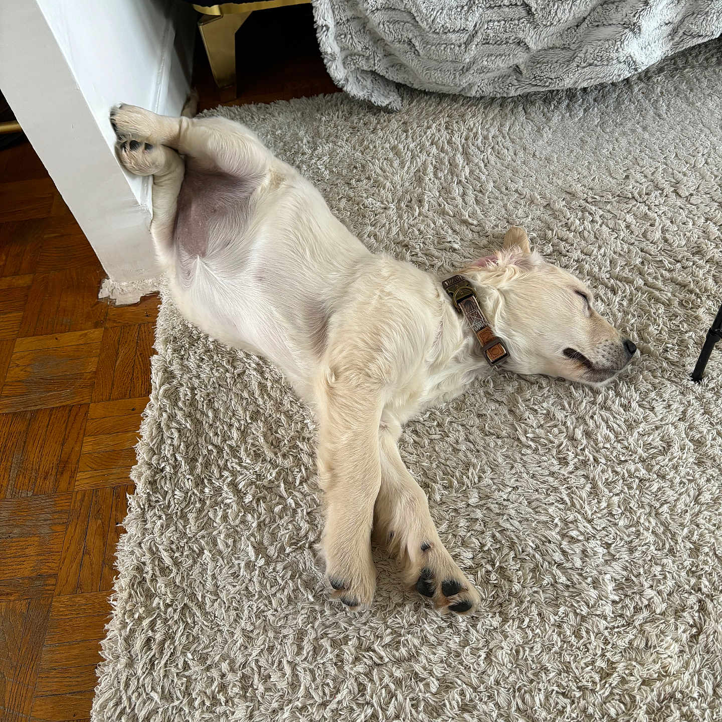 Luna a rejoint le concours — aidez-le/la à gagner de superbes lots ! animal, canine, cockerspaniel, couch, dog, furniture, goldenretriever, hardwood, homedecor, hound, husky, indoors, interiordesign, labradorretriever, linen, pet, pointer, puppy, rug, wood