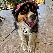 Taya a rejoint le concours — aidez-le/la à gagner de superbes lots ! dog, visor_hat, tongue_out, tile_floor, outdoor, happy, pet, black_fur, white_fur, brown_fur, paw, fur, canine, animal, portrait, sunlight, relaxed, smiling, ears, collar