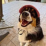 Taya participe au concours pour gagner de l'argent avec cette photo : dog, pet, happy, smiling, hat, outdoor, tile_floor, cute, animal, fur, canine, looking_up, collar, tongue, ears, brown, black, white, closeup, playful
