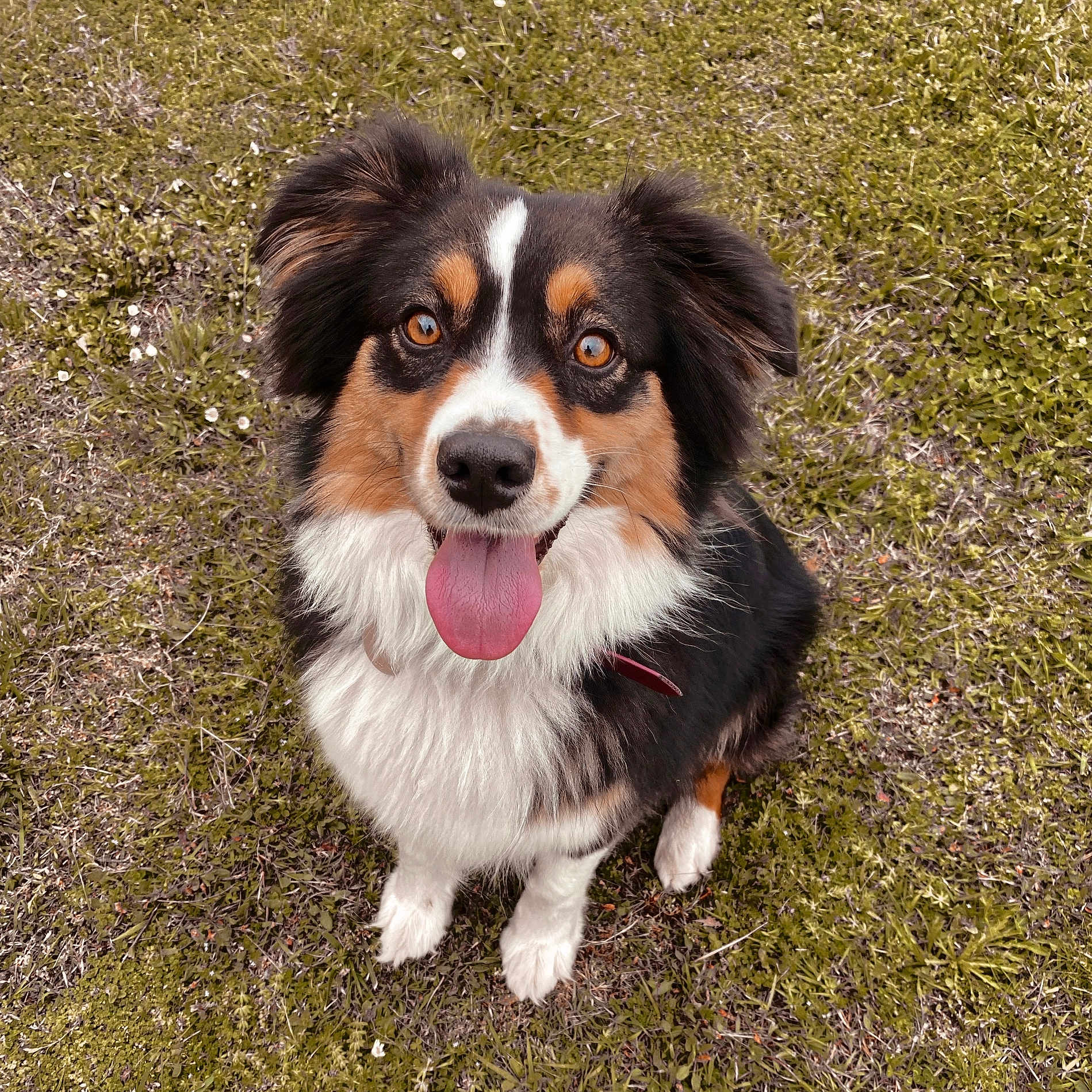 Taya participe au concours pour gagner de l'argent avec cette photo : animal, black, brown, canine, collar, cute, dog, ears, expression, eyes, friendly, fur, grass, happy, nature, outdoor, pet, sitting, tongue_out, white