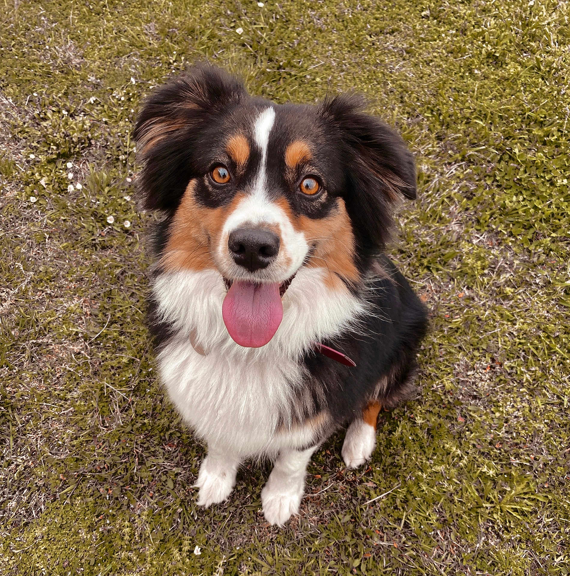 Taya participe au concours pour gagner de l'argent avec cette photo : dog, grass, outdoor, happy, tongue_out, pet, animal, fur, cute, sitting, brown, white, black, ears, collar, nature, friendly, canine, expression, eyes