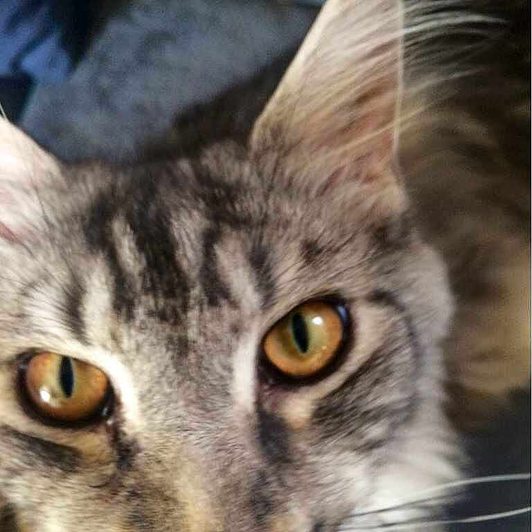 Ice participe au concours pour gagner de l'argent avec cette photo :