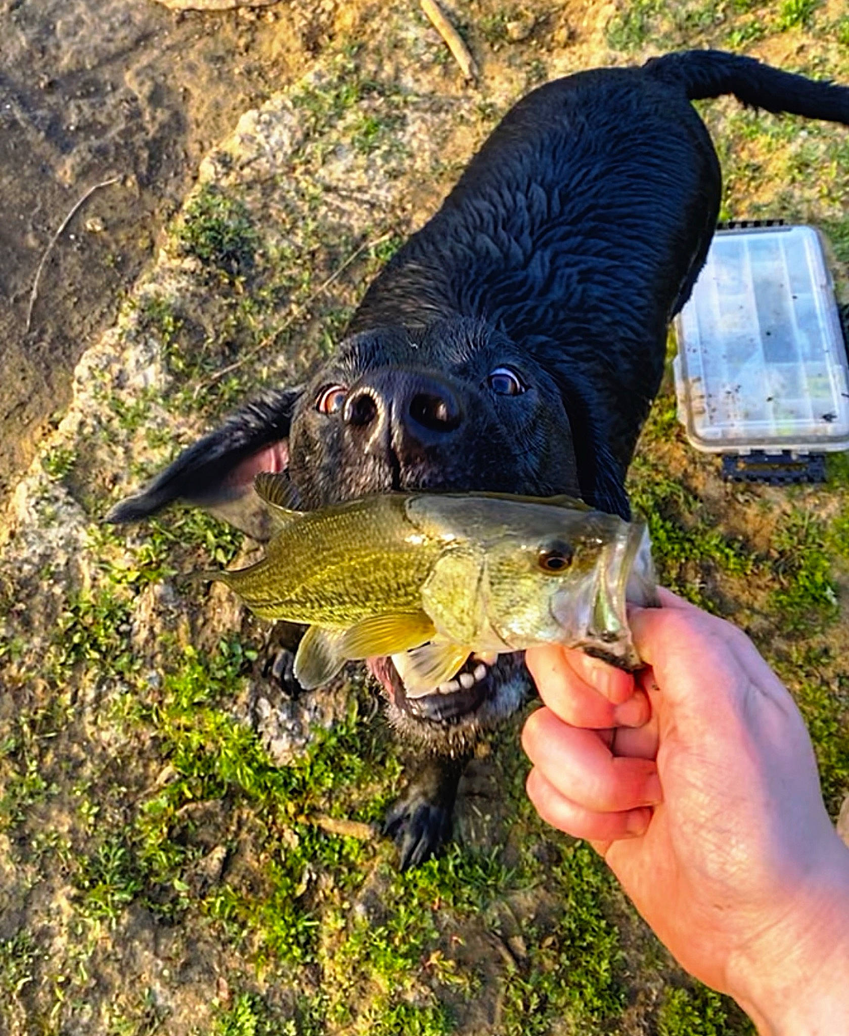 Berkley joined the competition — help win amazing prizes! bony_fish, cyprinidae, fish, fisherman, fishing, grass, jigging, marine_biology, noodling, oncorhynchus, people_in_nature, plant, ray_finned_fish, recreation, recreational_fishing, salmon_like_fish, tail, water, wildlife_biologist