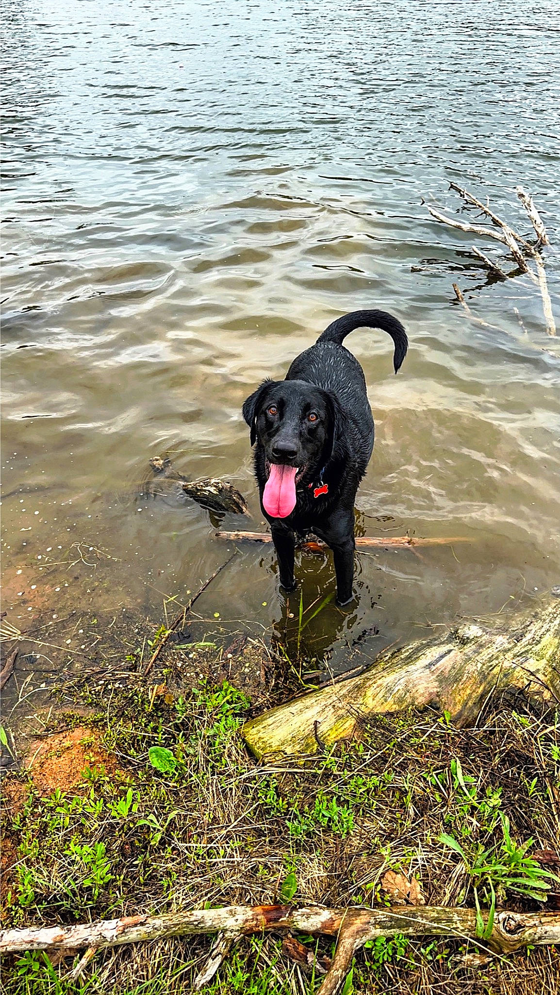 Berkley is registered to the contest to win money with this photo: borador, canidae, carnivore, collar, companion_dog, dog, dog_breed, dog_collar, grass, guard_dog, gun_dog, lake, liquid, plant, soil, sporting_group, tail, water, working_animal, working_dog