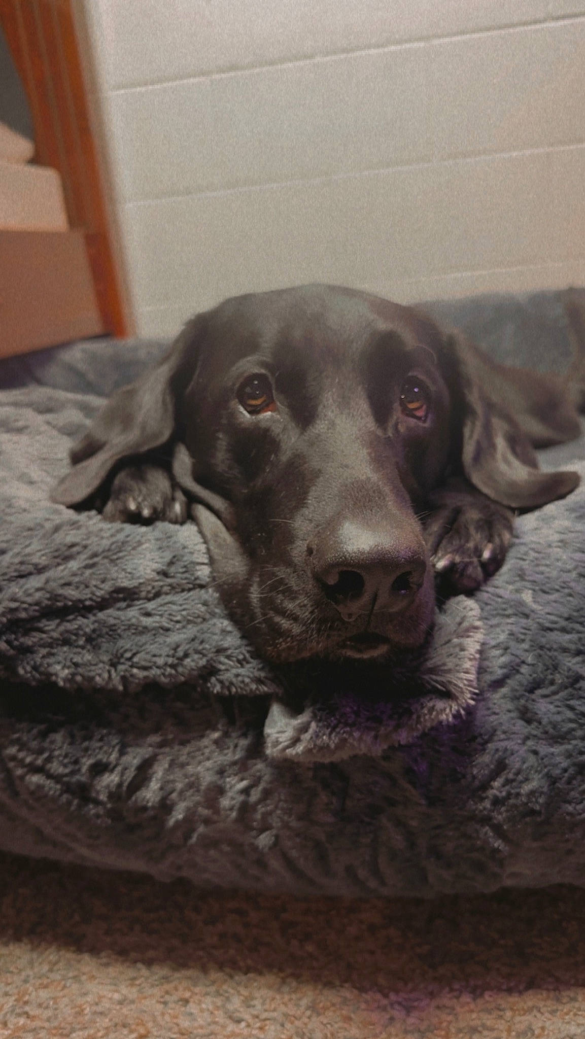 Berkley joined the competition — help win amazing prizes! borador, canidae, carnivore, companion_dog, dog, dog_breed, ear, eye, fawn, flooring, grey, gun_dog, labrador_retriever, liver, pointing_breed, puppy, retriever, whiskers, wood, working_animal