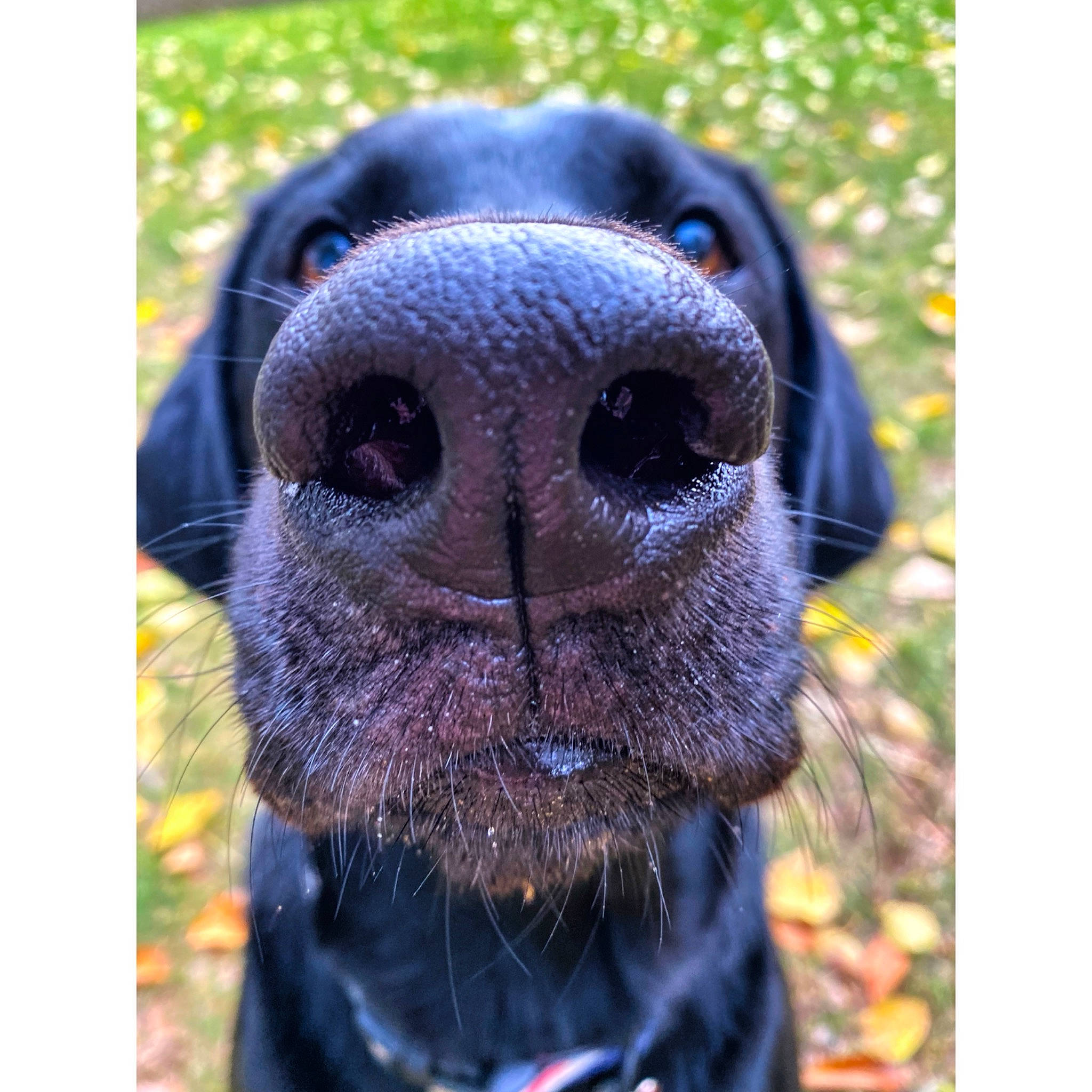 Berkley joined the competition — help win amazing prizes! canidae, carnivore, collar, companion_dog, dog, dog_breed, dog_collar, electric_blue, fawn, fur, grass, liver, pet_supply, plant, snout, sporting_group, terrestrial_animal, toy, whiskers, working_animal
