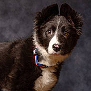 Aria participe au concours pour gagner de l'argent avec cette photo : dog, puppy, border_collie, black_and_white, portrait, studio, collar, fur, ears, eyes, nose, whiskers, pet, animal, cute, fluffy, close_up, looking_at_camera, background, adorable