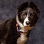 dog, puppy, border_collie, black_and_white, portrait, studio, collar, fur, ears, eyes, nose, whiskers, pet, animal, cute, fluffy, close_up, looking_at_camera, background, adorable