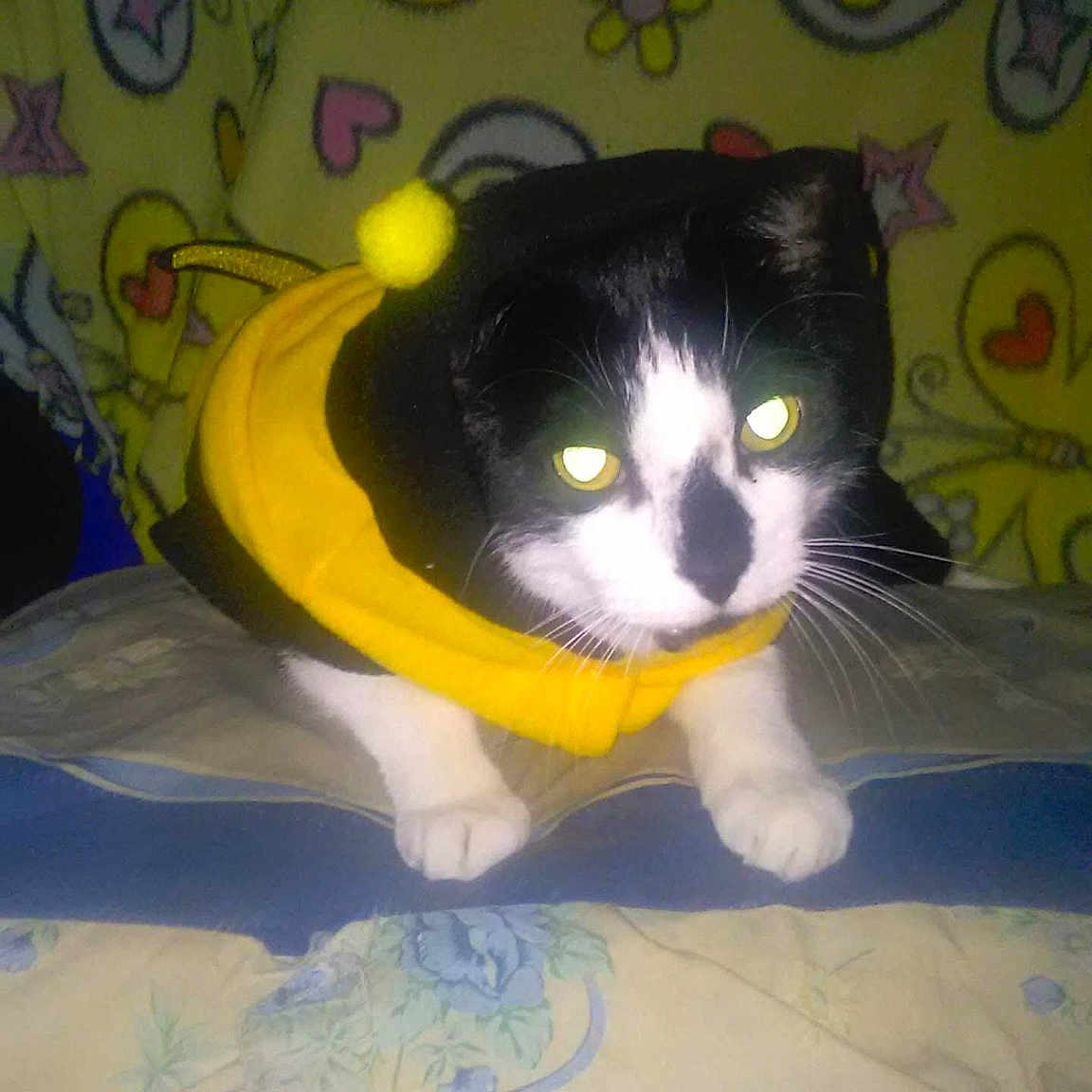 Hei Hei joined the competition — help win amazing prizes! art, black_cat, box, carnivore, cat, comfort, domestic_short_haired_cat, electric_blue, felidae, flooring, fur, room, small_to_medium_sized_cats, snout, tail, whiskers