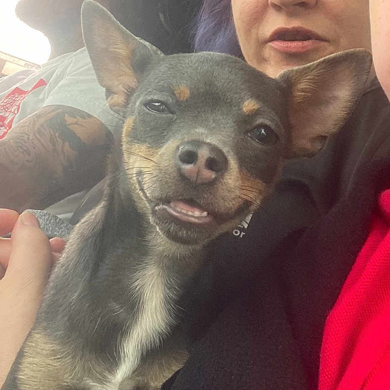 Charlie joined the competition — help win amazing prizes! animal, candid, casual, close_up, comfort, dog, ears, expression, face, fur, hand, human, indoor, person, pet, portrait, relaxed, smile, snout, tattoo