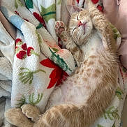 Mango is registered to the contest to win money with this photo: kitten, cat, sleeping, orange_tabby, paw, blanket, fluffy, cozy, cute, pet, feline, resting, soft, relaxed, indoor, animal, young_cat, whiskers, pink_nose, fur