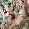 kitten, cat, sleeping, orange_tabby, paw, blanket, fluffy, cozy, cute, pet, feline, resting, soft, relaxed, indoor, animal, young_cat, whiskers, pink_nose, fur