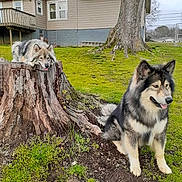 Yahto joined the competition — help win amazing prizes! dog, outdoor, tree_stump, grass, house, tree, pet, animal, canine, fur, nature, yard, playful, daytime, mammal, companion, sitting, alert, relaxed, suburban