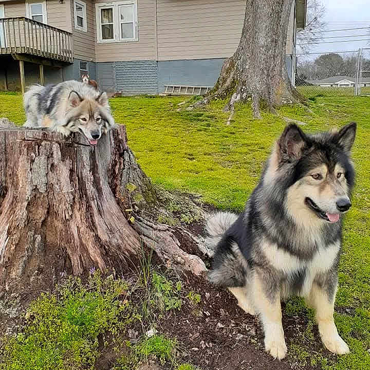 Yahto joined the competition — help win amazing prizes! alert, animal, canine, companion, daytime, dog, fur, grass, house, mammal, nature, outdoor, pet, playful, relaxed, sitting, suburban, tree, tree_stump, yard