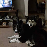 Carolyn Reid joined the competition — help win amazing prizes! black_and_white_dog, blue_eyes, canine, carpet, companion, cozy, dog, domestic, fluffy_dog, furniture, happy, home, indoor, laying_down, living_room, pets, relaxed, spotted_legs, television, two_dogs