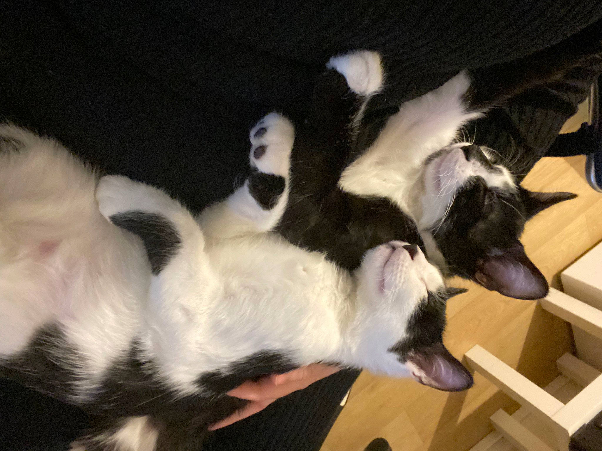 Loki participe au concours pour gagner de l'argent avec cette photo : canidae, carnivore, cat, claw, comfort, companion_dog, dog_breed, domestic_short_haired_cat, felidae, fur, paw, small_to_medium_sized_cats, snout, sporting_group, tail, terrestrial_animal, whiskers, wood