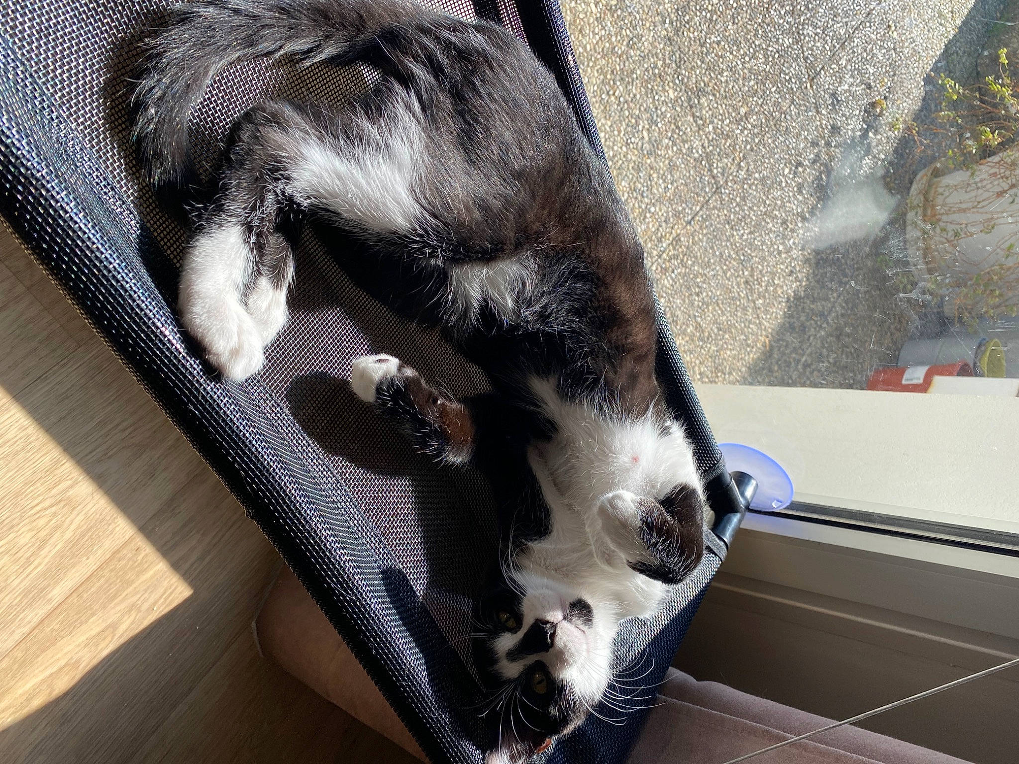 Oréo participe au concours pour gagner de l'argent avec cette photo : canidae, carnivore, claw, comfort, companion_dog, dog_breed, domestic_short_haired_cat, fawn, felidae, flooring, fur, grey, hide, small_to_medium_sized_cats, snout, sporting_group, tail, terrestrial_animal, whiskers, working_animal