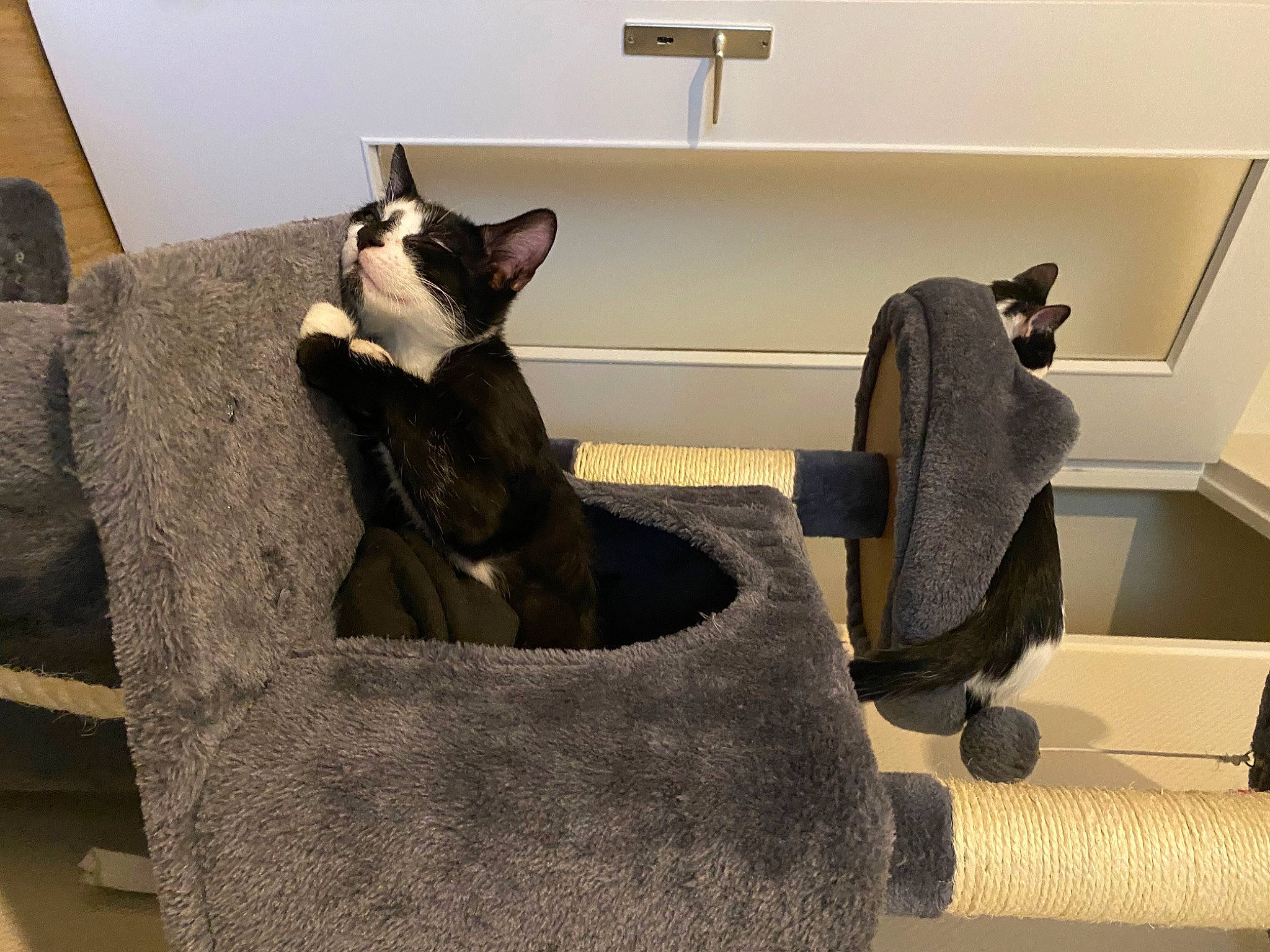 Oréo participe au concours pour gagner de l'argent avec cette photo : armrest, carnivore, cat, cat_supply, chair, club_chair, comfort, couch, felidae, floor, flooring, fur, grey, hardwood, living_room, mammal, small_to_medium_sized_cats, tail, whiskers, wood