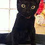 black_cat, cat, pet, animal, indoor, window, yellow_eyes, curious, feline, soft_perch, ears, whiskers, face, looking, sitting, domestic_cat, household, cute, young_cat, furry