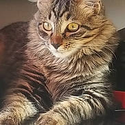 Shirkäan participe au concours pour gagner de l'argent avec cette photo : california_spangled, carnivoran, cat, cat_like_mammal, domestic_long_haired_cat, domestic_short_haired_cat, dragon_li, european_shorthair, fauna, fur, kitten, maine_coon, norwegian_forest_cat, pixie_bob, siberian, small_to_medium_sized_cats, snout, tabby_cat, whiskers