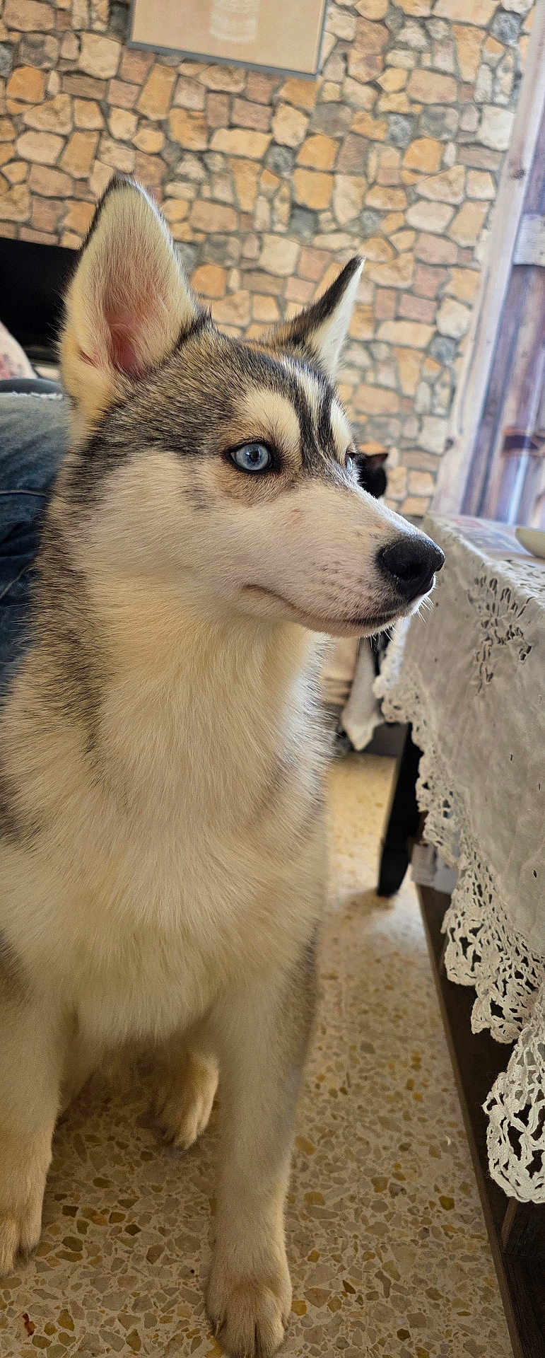 Akira participe au concours pour gagner de l'argent avec cette photo : dog, husky, puppy, blue_eyes, fluffy_fur, indoor, stone_wall, table, lace_tablecloth, floor, ears, pet, canine, portrait, fur, animal, closeup, alert, looking_away, young