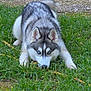 Akira participe au concours pour gagner de l'argent avec cette photo : dog, husky, blue_eyes, grass, outdoor, playful, animal, pet, nature, canine, fur, crouching, alert, ground, ears, snout, tail, daylight, field, mammal