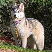 Akira participe au concours pour gagner de l'argent avec cette photo : dog, husky, blue_eyes, collar, leash, outdoor, nature, grass, dirt, greenery, animal, pet, canine, fur, alert, standing, sunlight, forest, wildlife, portrait