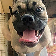 Maisy is registered to the contest to win money with this photo: dog, pet, canine, tongue_out, happy, excited, indoor, furniture, blanket, close_up, smiling, ears_up, four_legs, fur, animal, house, domestic, cute, companion, friendly