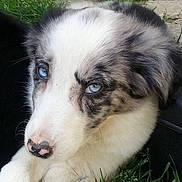 Honda participe au concours pour gagner de l'argent avec cette photo :