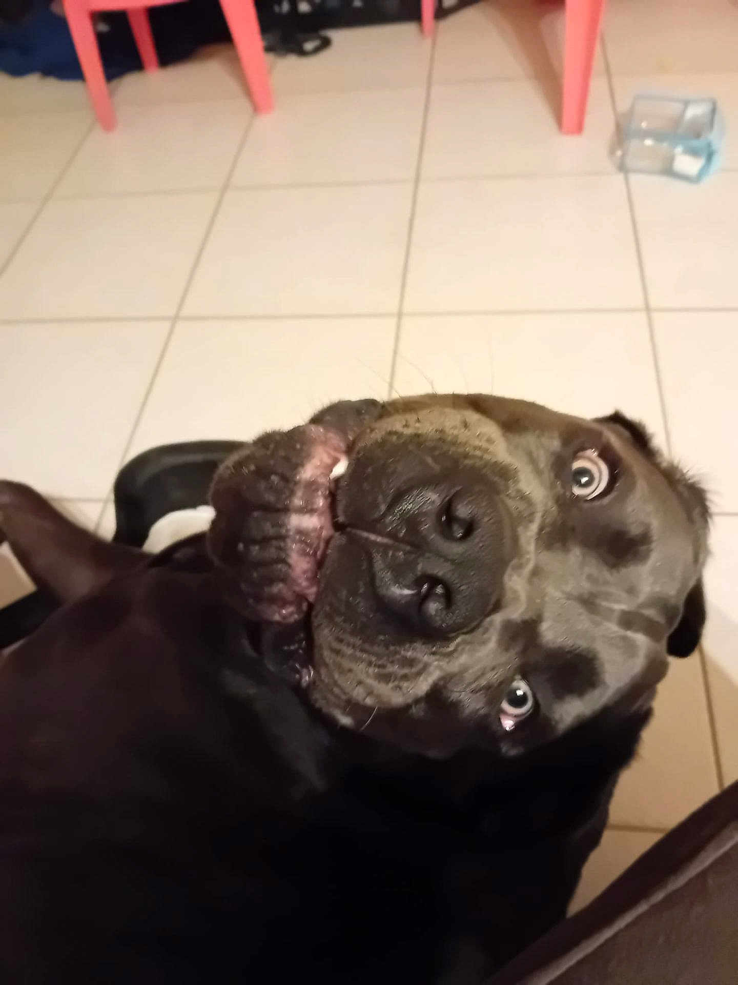 Smoke participe au concours pour gagner de l'argent avec cette photo : dog, black_dog, close_up, funny_face, tilted, indoors, floor_tiles, pet, animal, canine, looking_up, playful, curious, surprised, whiskers, snout, teeth, ears, fur, home