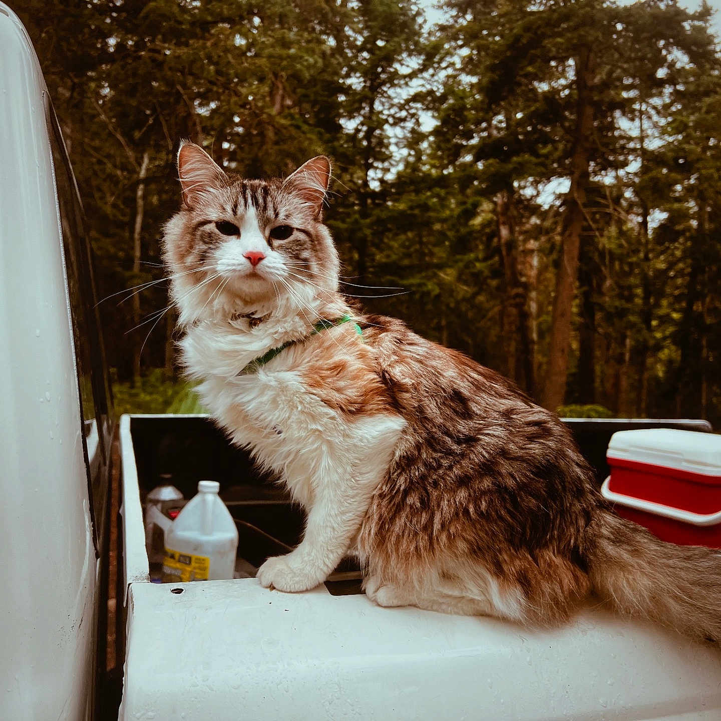 Teavah joined the competition — help win amazing prizes! alloywheel, animal, box, car, carwheel, cat, grass, kitten, machine, nature, outdoors, pet, plant, spoke, tire, transportation, tree, vegetation, vehicle, wheel