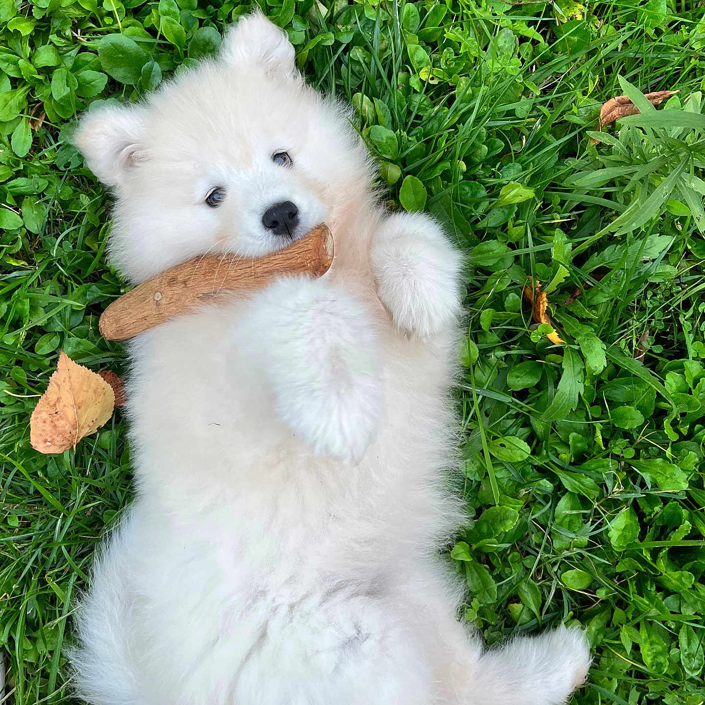 Vera participe au concours pour gagner de l'argent avec cette photo : animal, canine, chow, dog, eskimodog, goldenretriever, grass, herbal, herbs, husky, lawn, leaf, person, pet, plant, puppy, sleeping, terrier, toy, whitedog
