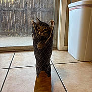 Sukie is registered to the contest to win money with this photo: animal, black, boot, brown, cat, cowboy_boot, curious, cute, domestic, door, feline, floor, indoor, kitten, paw, pet, playful, tile, trash_bin, window