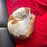 cat, sleeping, curled_up, orange_and_white, fluffy, pet, animal, nap, cozy, blanket, red, cushion, car_seat, indoors, whiskers, tail, fur, relaxed, cute, photography