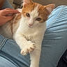 cat, kitten, ginger_cat, white_cat, pet, animal, feline, portrait, close_up, sitting, lying_down, paws, crossed_paws, blue_jeans, human_hand, indoor, living_room, coffee_table, food_bowl, remote_control