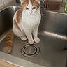 cat, kitten, orange_and_white, fluffy, pet, animal, face, eyes, ears, whiskers, tail, sitting, sink, kitchen, faucet, stainless_steel, drain, indoor, portrait, cute