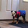 Oakley joined the competition — help win amazing prizes! animal, black, blue, bulldog, clothing, curious, cute, dog, door, dress, floor, indoor, leash, mat, pet, puppy, red, standing, stars, white