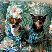 Trixie And Piper is registered to the contest to win money with this photo: accessories, animal_clothing, black, brown, clothing, couch, cute, dog, floral_pattern, goggles, hat, indoor, patterned_fabric, pet, portrait, shirt, sitting, small_dog, two_animals, white