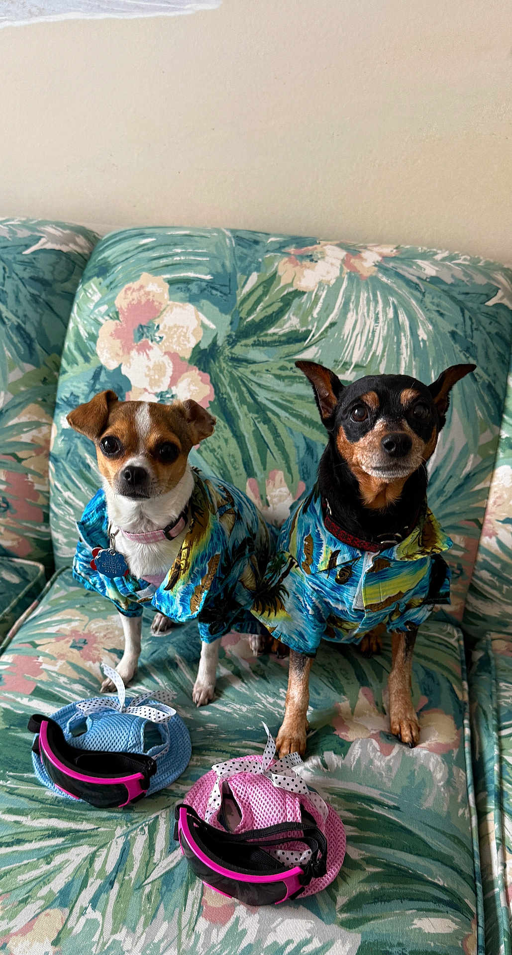 Trixie And Piper is registered to the contest to win money with this photo: accessories, animal_clothing, black, brown, clothing, couch, cute, dog, floral_pattern, goggles, hat, indoor, patterned_fabric, pet, portrait, shirt, sitting, small_dog, two_animals, white