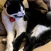 Angel is registered to the contest to win money with this photo: cat, black_and_white, pet, feline, indoor, couch, relaxed, fur, whiskers, collar, tag, human, arm, clothing, sitting, comfort, closeup, domestic_animal, animal, resting