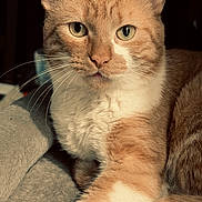 Chester is registered to the contest to win money with this photo: cat, ginger_cat, white_fur, close_up, pet, animal, whiskers, green_eyes, feline, indoor, soft_texture, relaxed, curious, portrait, mammal, domestic_animal, fur, cute, resting, laying_down